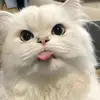 peggyy🐝 - @peggypangkeyy - TikTok