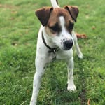 Peggy the Parson 🐶 - @peggytheparsonrussellterrier - Instagram