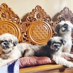 Lily Peggy Pepper Corvs - @corvdogs - Instagram