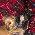 Peggy & Pepper - @peggynpepper - Instagram