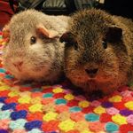 Peggy And Pepper - @peggyandpepper - Instagram