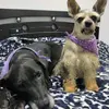 PeggynPepper - @peggynpepper - TikTok