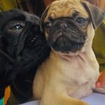 Pepper & Peggy - @sgts_pepperandpeggy - Instagram