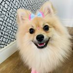 Pepper & Peggy - @pepperepeggy.spitz - Instagram