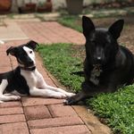 Pepper & Peggy - @pepperandpeggy - Instagram