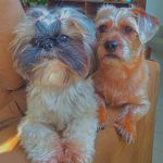 Pepper e Peggy🐾 - @pepperepeggy - Instagram