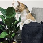 Syrah Kassouha - @ace.pepper.peggy - Instagram