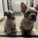 Peggy and Piper - @peggy_and_piper - Instagram