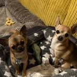 Peggy and Piper young - @peggy_piper_chihuahua_pups - Instagram
