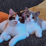 Peggy and Pippin - @peggy_and_pippin - Instagram