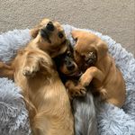 Peggy, Pippin and Jess - @peggy_pip_and_jess - Instagram
