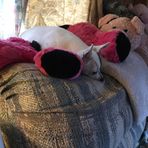 Peggy Plumb - Facebook