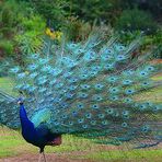 Peggy Plumb - Facebook