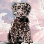 ℙ𝕖𝕘𝕘𝕪 ℙ𝕠𝕝𝕝𝕒𝕣𝕕 - @peggy_the_dog_1 - Instagram