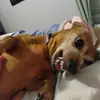 LilyanaGifaldi - @peggypost0 - TikTok