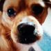 Peggy Pyles - Facebook
