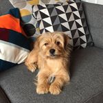 Peggy Reilly-Hall - @peggypiggles - Instagram