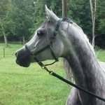 Peggy Ann Root - @grarabiansgmail.com_ - Instagram