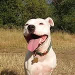 Peggy-Roo - @peggyroo_thetripawd - Instagram