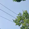 Peggy McCoy Rounds - @peggy.mccoy.round - TikTok