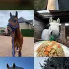 RM - @peggyandrowan_eventing - TikTok