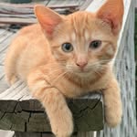 Peggy Rowley Pracheil - @peggyrowley_pracheil - Instagram