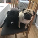 @peggy.roy.thepugs - Instagram
