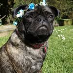 Peggy Sue La Rue 🐶 - @puggy_sue_la_rue - Instagram