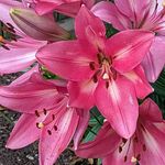 Peggy St. Angelo - @peggysaint - Instagram