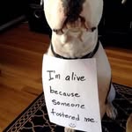 Peggy Sandstrom - @pittielover7 - Instagram