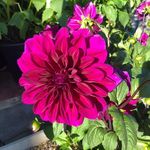 Peggy Scheffler - @mnm10592 - Instagram