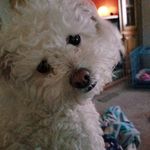Peggy Shea - @pshea121350 - Instagram
