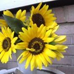 Peggy Shrader - @peggy.shrader - Instagram