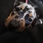 Peggy dachshund 🌭❤️ - @peggy_silverdapple_dachshund - Instagram