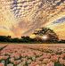 Peggy Snuffer - Facebook