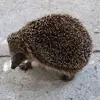 Peggy von Stackelberg - @peggy.von.stackel - TikTok