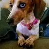 Peggy Sterling, Ellie - @peggy.sterling.el - TikTok