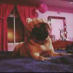 PEGGY STONE - @itspeggythepug_ - Instagram