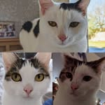 Logan, Peggy and Storm 🐾 - @loganpeggyandstorm - Instagram
