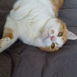 Peggy Mootz-Strauß - @pferdefan87 - Instagram