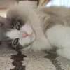 PeggyTate - @nolanozpcs0 - TikTok