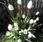 Peggy Waldrep - Facebook