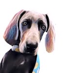 P E G G Y - @peggy_the__weimaraner - Instagram