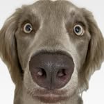 peggy - @peggy__weimaraner_0625 - Instagram