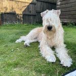 Peggy Brotter - @peggy.the.wheaten - Instagram