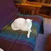 peggywikstrom1954 - @peggywikstrom1954 - TikTok