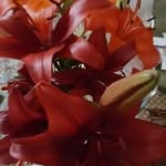 Peggy Wright - @peggy4806 - Instagram