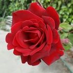 Peggy Yip - @pyip333 - Instagram
