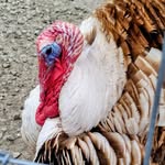 Peggy Yoder - @yoderpeggy - Instagram