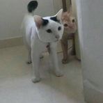 Pei Kwan Low - Facebook